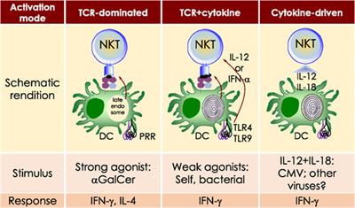 Natural Killer T Cells: An Ecological Evolutionary Developmental Biology Perspective